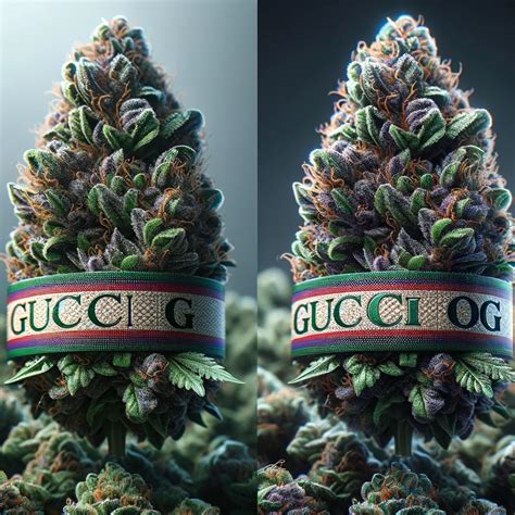 gucci blue strain|Gucci og strain review.